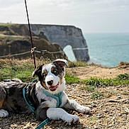 Blue participe au concours pour gagner de l'argent avec cette photo : beach, blue_eyes, border_collie, chalk_arch, cliff, coast, dog, grass, harness, landscape, leash, lying_down, ocean, outdoor, pebbles, portrait, puppy, seaside, sunlight, tri_color