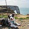 beach, blue_eyes, border_collie, chalk_arch, cliff, coast, dog, grass, harness, landscape, leash, lying_down, ocean, outdoor, pebbles, portrait, puppy, seaside, sunlight, tri_color