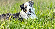 Blue a rejoint le concours — aidez-le/la à gagner de superbes lots ! animal, australian_shepherd, black_white_brown, blue_eyes, blurred_background, clothing, dog, field, grass, lying_down, merle, mouth, nature, outdoor, pet, playing, portrait, puppy, sunlight, toy