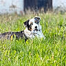 animal, australian_shepherd, black_white_brown, blue_eyes, blurred_background, clothing, dog, field, grass, lying_down, merle, mouth, nature, outdoor, pet, playing, portrait, puppy, sunlight, toy