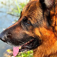 Pat participe au concours pour gagner de l'argent avec cette photo : dog, german_shepherd, close_up, profile, tongue_out, fur, animal, pet, outdoor, nature, water, blurred_background, canine, muzzle, ears, snout, portrait, sunlight, brown, black