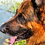 dog, german_shepherd, close_up, profile, tongue_out, fur, animal, pet, outdoor, nature, water, blurred_background, canine, muzzle, ears, snout, portrait, sunlight, brown, black
