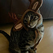 Smokey joined the competition — help win amazing prizes! cat, tabby, reindeer_hat, antlers, pet, indoor, floor, costume, cute, animal, feline, brown, black_stripes, ears, whiskers, sitting, looking_sideways, holiday, festive, domestic