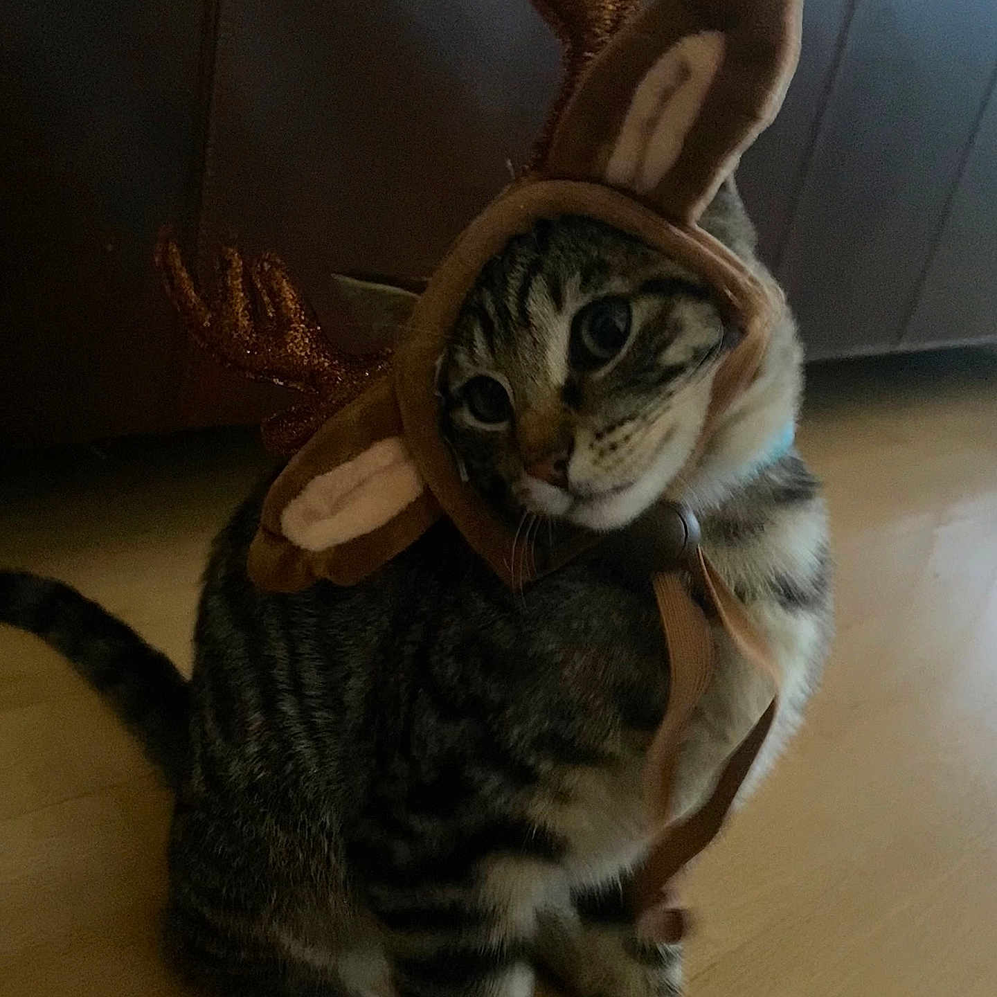 Smokey joined the competition — help win amazing prizes! animal, antlers, black_stripes, brown, cat, costume, cute, domestic, ears, feline, festive, floor, holiday, indoor, looking_sideways, pet, reindeer_hat, sitting, tabby, whiskers