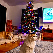 Avery joined the competition — help win amazing prizes! animal, calm, cat, christmas_tree, decorations, dog, festive, furniture, holiday, home, indoor, lights, living_room, ornaments, pet_bed, present, relaxed, rug, television, wooden_floor