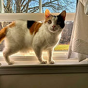 Avery joined the competition — help win amazing prizes! cat, calico_cat, windowsill, window, curtain, sunlight, indoor, pet, animal, feline, fur, looking, nature_outside, tree, bare_branches, daylight, domestic_cat, whiskers, curious, standing