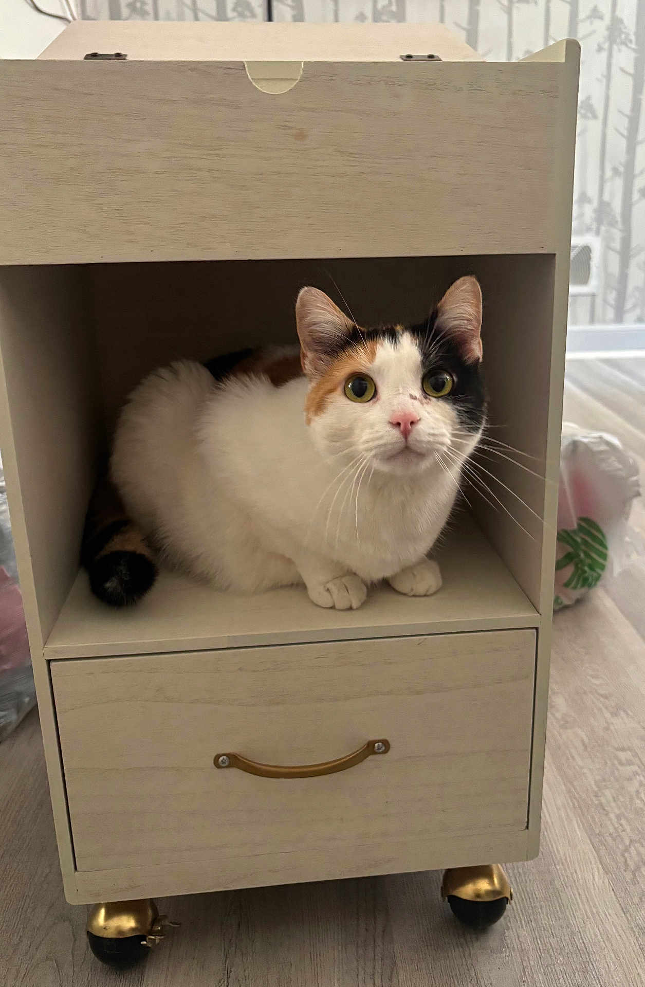 Avery is registered to the contest to win money with this photo: cat, calico_cat, wooden_cabinet, furniture, indoor, pet, animal, curious, wide_eyes, cubby, flooring, home, cozy, sitting, whiskers, ears, tail, handle, drawer, light_wood