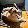 Avery joined the competition — help win amazing prizes! calico_cat, cat, pet, animal, indoor, sunlight, shadow, mat, wooden_floor, curious, feline, whiskers, ears, collar, domestic_animal, resting, relaxed, close_up, daylight, looking_up