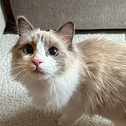 Malibu is registered to the contest to win money with this photo: cat, ragdoll, fluffy, blue_eyes, pink_nose, indoor, carpet, feline, pet, animal, curious, whiskers, soft_fur, domestic_cat, looking_up, ears, tail, cute, mammal, household