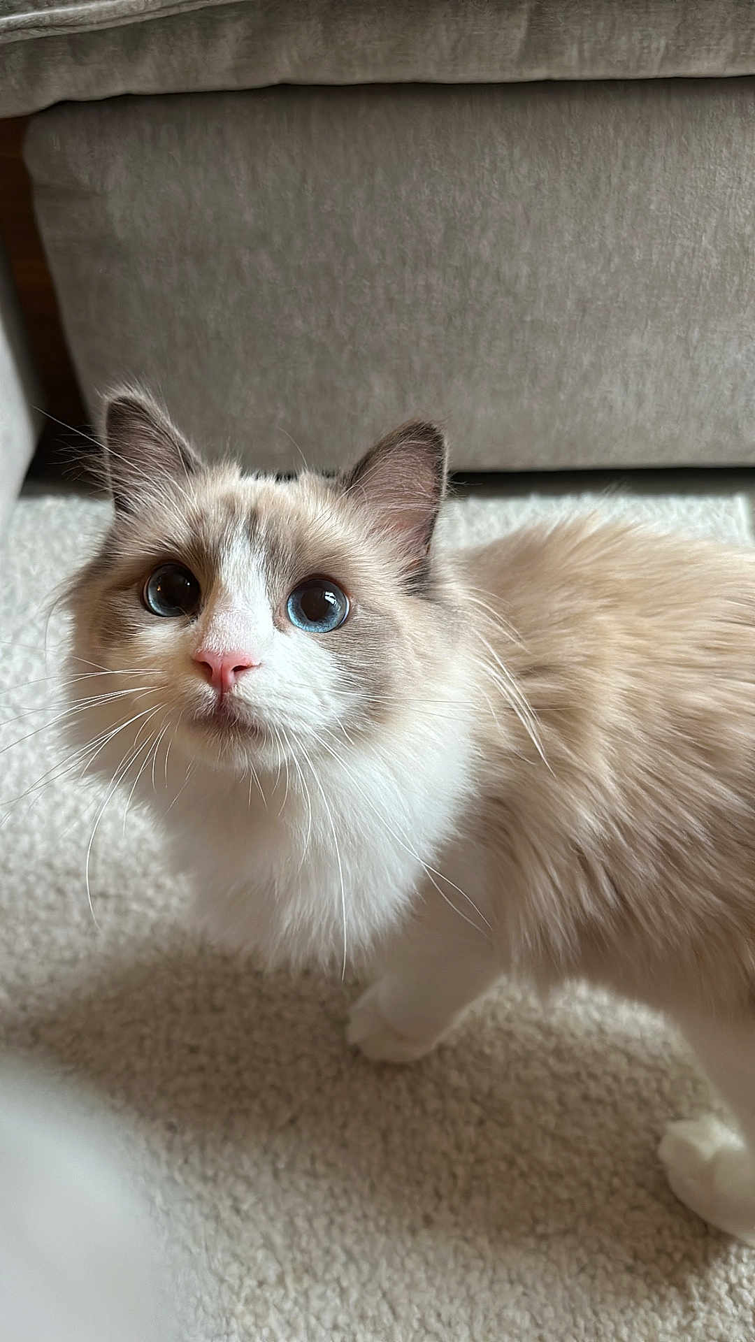 Malibu is registered to the contest to win money with this photo: cat, ragdoll, fluffy, blue_eyes, pink_nose, indoor, carpet, feline, pet, animal, curious, whiskers, soft_fur, domestic_cat, looking_up, ears, tail, cute, mammal, household