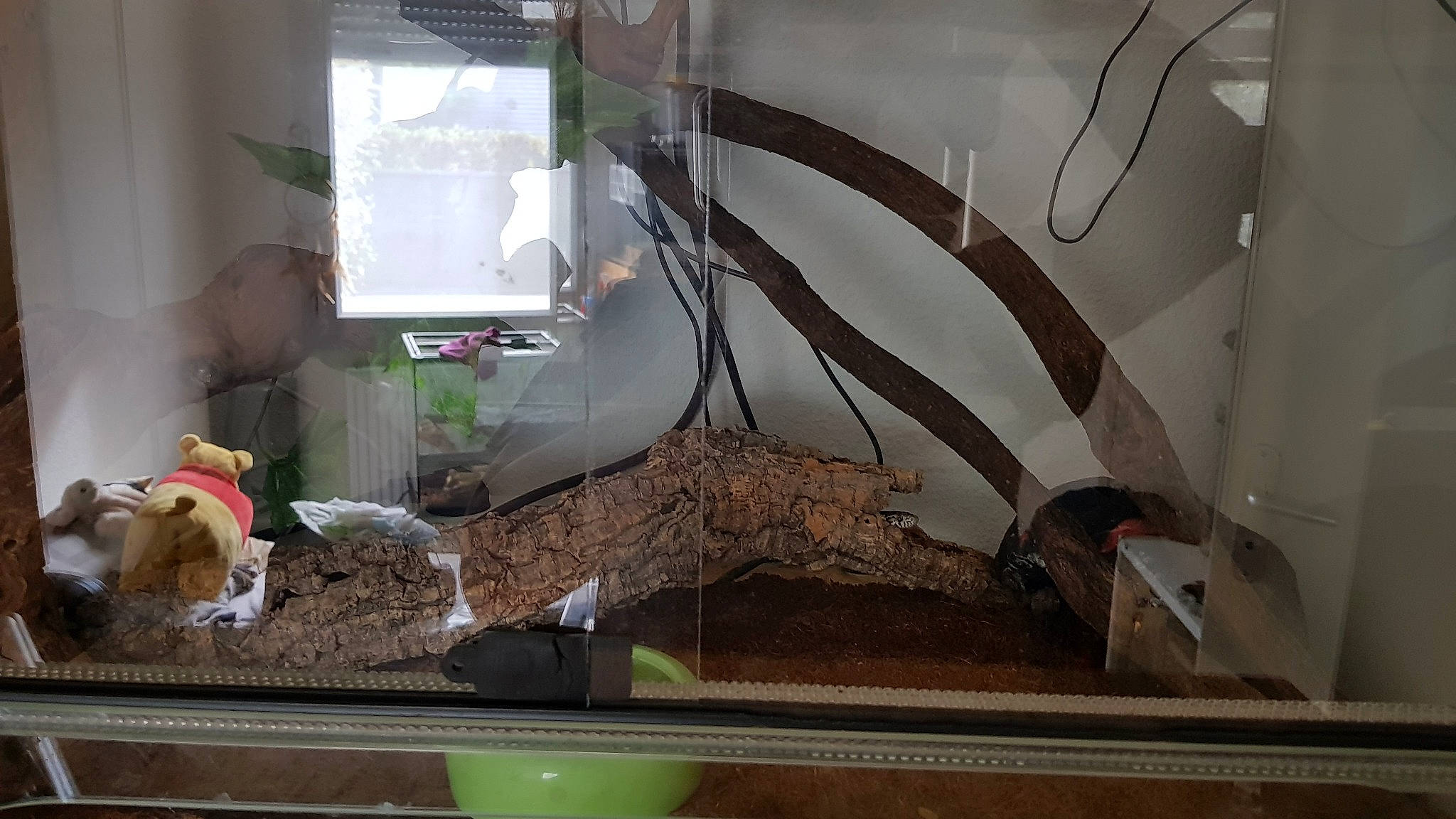 Tilt participe au concours pour gagner de l'argent avec cette photo : gerbil, muridae, muroidea, reptile, scaled_reptile