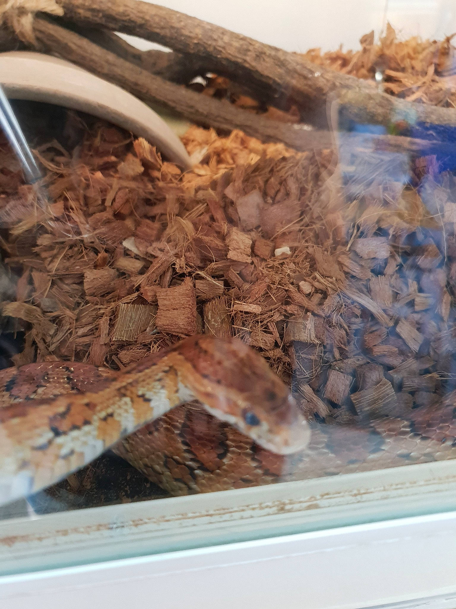 Sansprénom participe au concours pour gagner de l'argent avec cette photo : boa, boa_constrictor, corn_snake, lizard, muridae, muroidea, python, python_family, reptile, scaled_reptile, snake