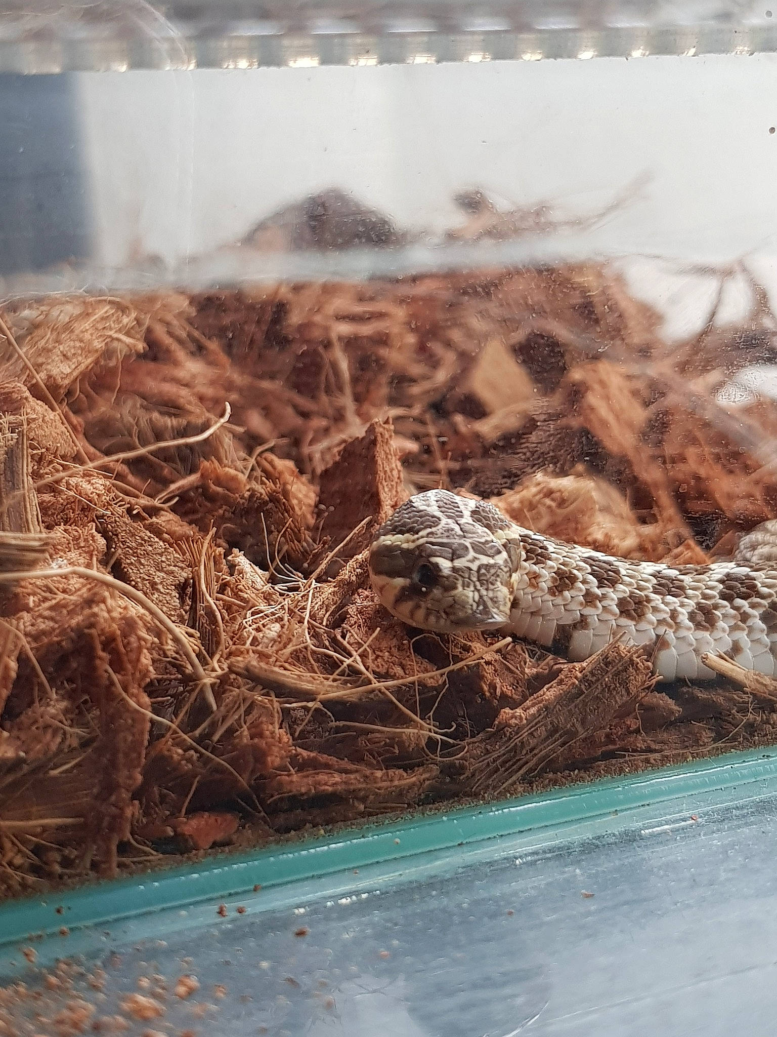 Pumbaa a rejoint le concours — aidez-le/la à gagner de superbes lots ! reptile, soil