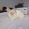 animal, bed, calm, cat, cozy, cream_cat, cute, domestic_cat, dresser, feline, fluffy, furniture, indoor, pet, quiet, relaxed, resting, room, sleepy, white_bedspread