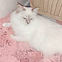 cat, fluffy, white_cat, blue_eyes, pink_rug, shaggy_rug, indoor, wooden_cabinet, furniture, pet, animal, relaxed, laying_down, cozy, floor, domestic, fur, cute, resting, home