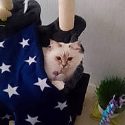 Alya participe au concours pour gagner de l'argent avec cette photo : cat, cat_tree, blanket, stars_pattern, indoor, pet, fur, toy, plant, grass, cozy, curious, feline, home, floor, wall, decor, blue, white, purple