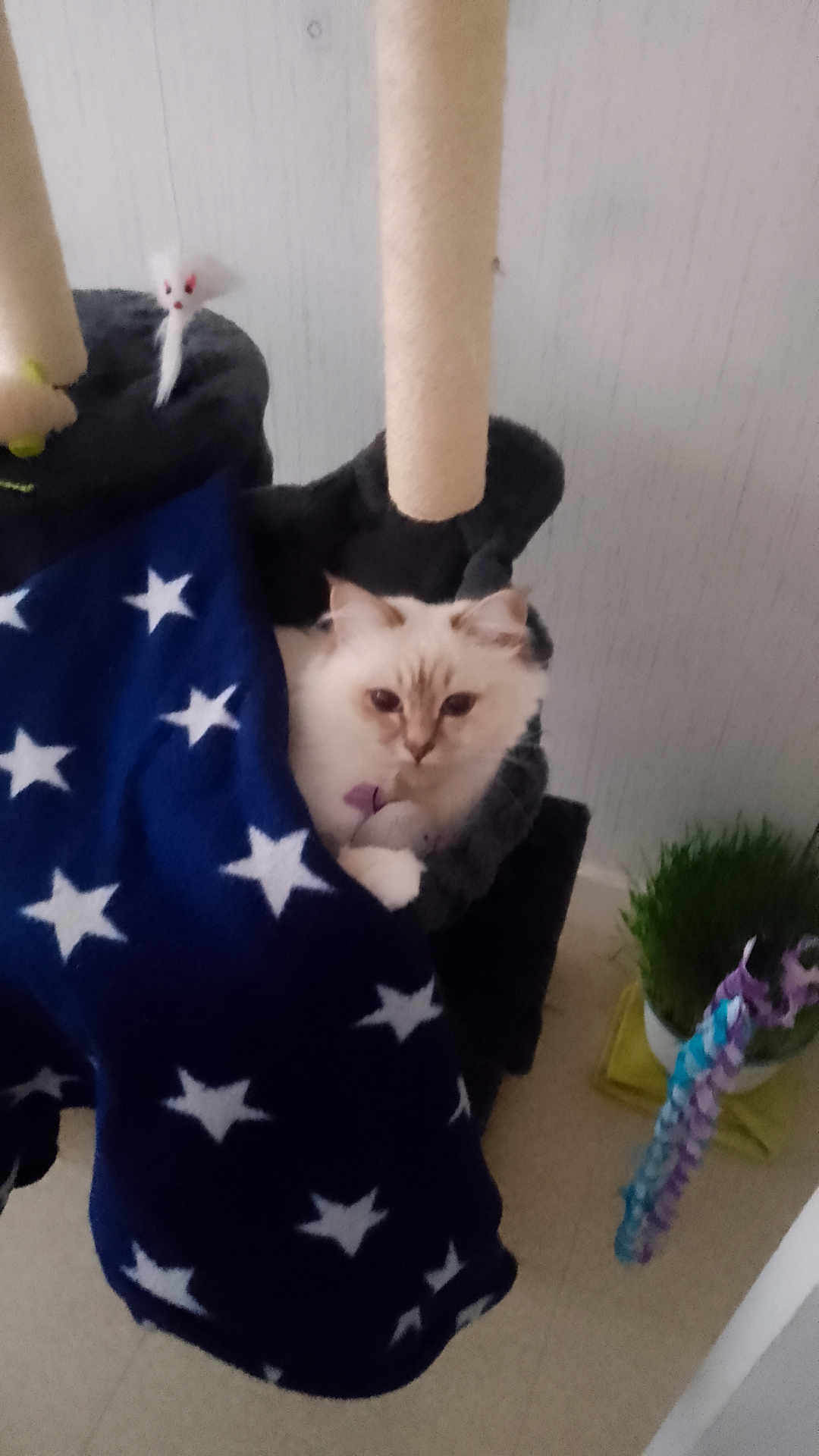 Alya participe au concours pour gagner de l'argent avec cette photo : cat, cat_tree, blanket, stars_pattern, indoor, pet, fur, toy, plant, grass, cozy, curious, feline, home, floor, wall, decor, blue, white, purple