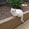 animal, bush, cat, concrete, cute, daylight, domestic_animal, fur, garden, ledge, nature, outdoor, pet, plant, quiet, relaxed, sitting, small, soil, white_cat