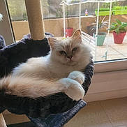 Alya participe au concours pour gagner de l'argent avec cette photo : cat, fluffy_cat, indoor, pet, relaxed, cat_tree, window, plant, potted_plant, sunlight, feline, resting, cozy, home, animal, fur, whiskers, ears, tail, hammock