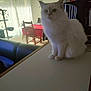 cat, white_cat, fluffy_cat, table, indoor, furniture, dining_table, chair, curtains, window, cat_tree, living_room, soft_light, pet, domestic_animal, cozy, houseplant, cup, wooden_chair, blurred_face