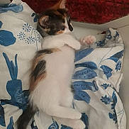 Chouquette participe au concours pour gagner de l'argent avec cette photo : animal, bed, bedroom, blanket, canine, cat, couch, cushion, dog, face, furniture, homedecor, indoors, kitten, manx, person, pet, quilt, room, sleeping