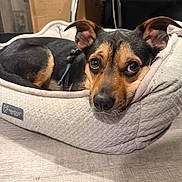 Baja is registered to the contest to win money with this photo: dog, pet_bed, indoor, brown, black, relaxed, floor, close_up, canine, ears, eyes, snout, nando_dog, furniture, resting, domestic_animal, leash, cute, portrait, animal