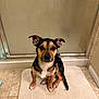 Baja is registered to the contest to win money with this photo: dog, pet, bathroom, bath_mat, tile_floor, shower_door, small_dog, sitting, looking_at_camera, black_and_tan, ears_up, indoor, animal, cute, companion, waiting, clean, flooring, home, portrait