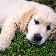 Hélios a rejoint le concours — aidez-le/la à gagner de superbes lots ! puppy, dog, golden_retriever, fluffy, grass, outdoors, lying_down, portrait, close_up, paw, brown_eyes, black_nose, cute, adorable, fur, pet, canine, relaxed, nature, playful