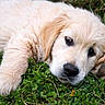 puppy, dog, golden_retriever, fluffy, grass, outdoors, lying_down, portrait, close_up, paw, brown_eyes, black_nose, cute, adorable, fur, pet, canine, relaxed, nature, playful