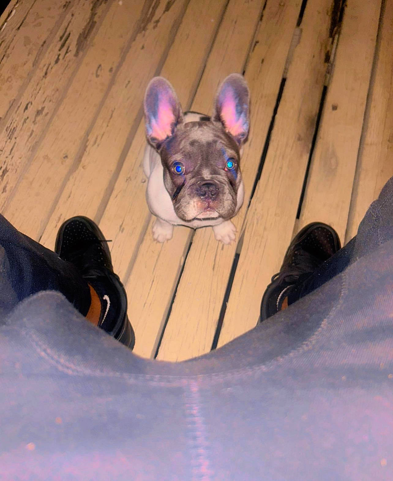 Aj is registered to the contest to win money with this photo: canidae, carnivore, comfort, companion_dog, dog, dog_breed, dog_clothes, dog_supply, ear, electric_blue, fashion_accessory, fawn, head, paw, snout, sporting_group, terrestrial_animal, toy_dog, whiskers, working_animal