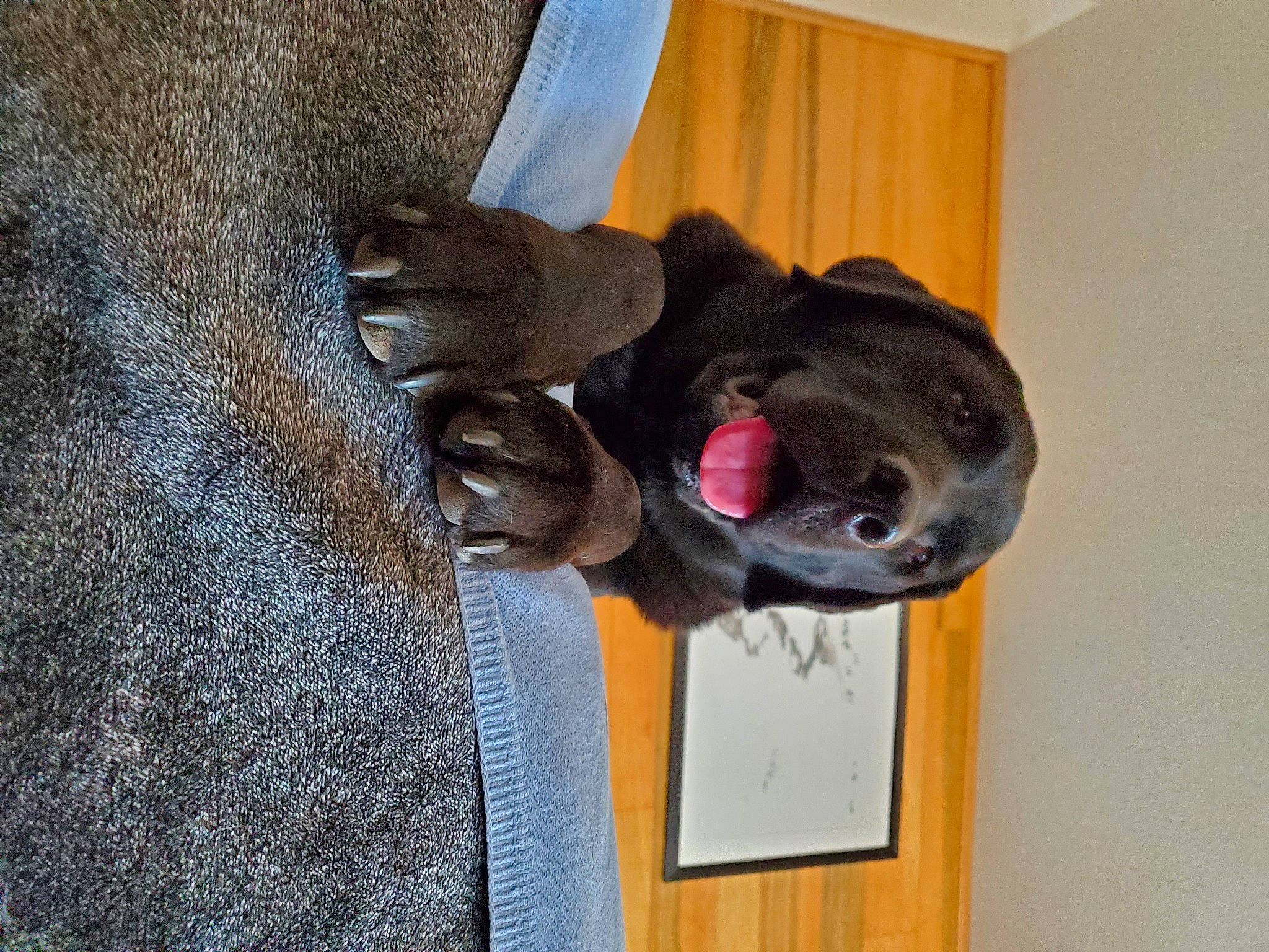 Larry joined the competition — help win amazing prizes! canidae, carnivore, companion_dog, dog, dog_breed, electric_blue, fur, guard_dog, hat, helmet, liver, personal_protective_equipment, sculpture, snout, sporting_group, window, wood, working_animal