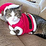 cat, santa_hat, santa_outfit, pet, animal, feline, christmas, holiday, costume, cute, cozy, indoor, couch, fur, whiskers, relaxed, green_eyes, tabby, adorable, portrait