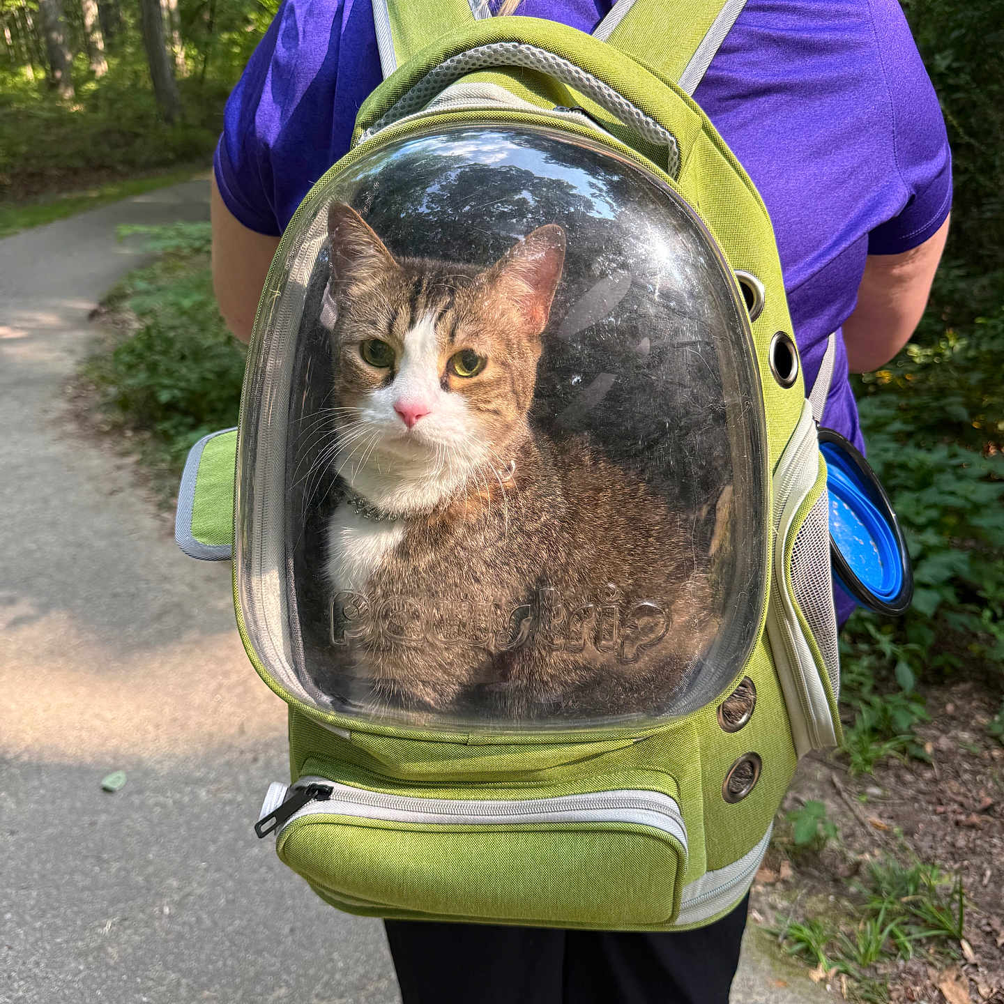 Furrnando is registered to the contest to win money with this photo: cat, backpack, person, purple_shirt, outdoor, forest, path, green_backpack, transparent_window, animal, pet, walking, nature, sunlight, trees, curious, daytime, adventure, explorer, leisure