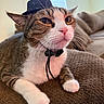 Furrnando is registered to the contest to win money with this photo: cat, pet, animal, tabby, white_paws, hat, tiny_hat, indoor, couch, furniture, whiskers, close_up, cute, domestic_cat, relaxed, portrait, face, fur, pink_nose, resting
