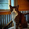 cat, tabby_cat, white_markings, bed, quilt, window, blinds, wood_paneling, metal_wall, indoor, pet, animal, feline, sitting, portrait, domestic_cat, fur, whiskers, ear, resting