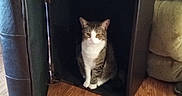 Furrnando joined the competition — help win amazing prizes! animal, black_cabinet, cat, couch, cozy, curious, domestic_cat, feline, furniture, hidden, home, household, indoor, pet, quiet, relaxing, resting, sitting, tabby_cat, wooden_floor