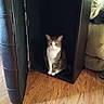Furrnando joined the competition — help win amazing prizes! cat, tabby_cat, wooden_floor, black_cabinet, furniture, indoor, pet, animal, couch, household, cozy, curious, sitting, domestic_cat, relaxing, home, feline, quiet, resting, hidden