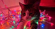 Furrnando joined the competition — help win amazing prizes! cat, stretching, christmas_lights, colorful_lights, wooden_floor, indoor, pet, tabby_cat, white_paws, festive, holiday_lights, decor, cozy, night, warm_lighting, home, cute, animal, mammal, feline