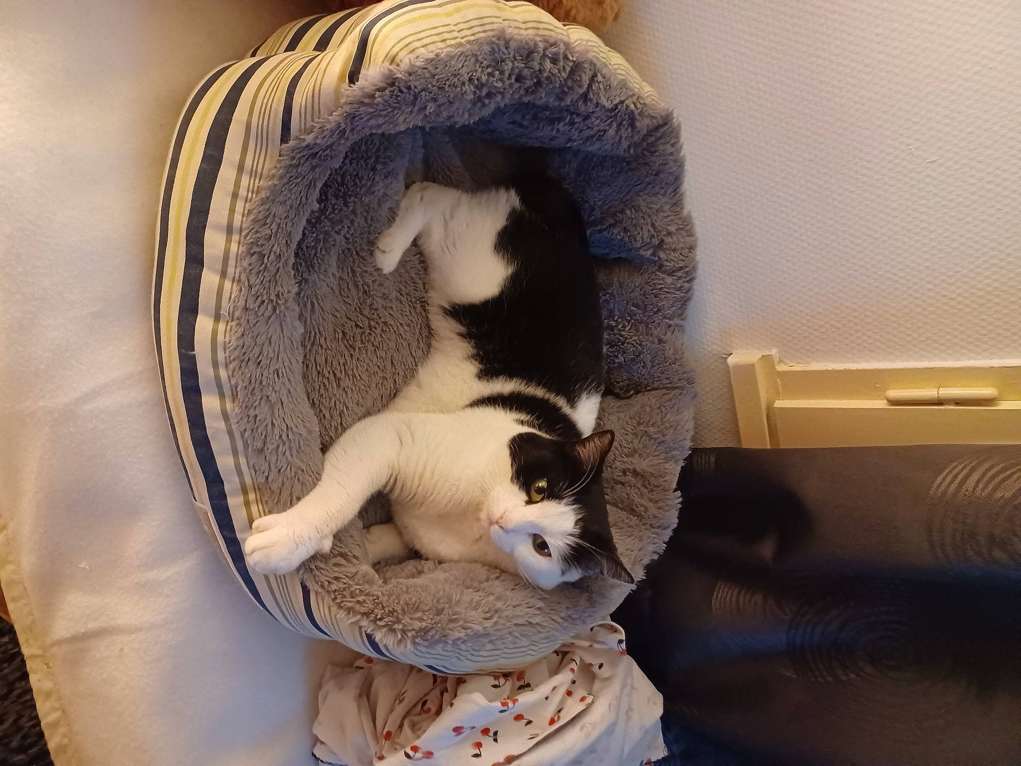 Princesse participe au concours pour gagner de l'argent avec cette photo : carnivore, cat, cat_bed, cat_furniture, cat_supply, comfort, domestic_short_haired_cat, fawn, felidae, fur, nap, pet_supply, room, small_to_medium_sized_cats, snout, tail, vertebrate, wall_plate, whiskers, wood