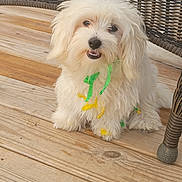 Gracie is registered to the contest to win money with this photo: dog, puppy, white_fur, fluffy, small_dog, long_hair, brown_eyes, black_nose, smiling, sitting, ribbons, green_ribbon, yellow_ribbon, wooden_floor, wicker_chair, indoor, pet, canine, portrait, cute