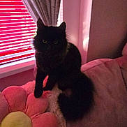 Skyla is registered to the contest to win money with this photo: cat, black_cat, couch, pillow, flower_pillow, curtains, window, blinds, indoor, pet, feline, fluffy, shadow, dim_light, cozy, furniture, animal, relaxing, home, domestic
