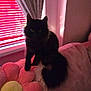 cat, black_cat, couch, pillow, flower_pillow, curtains, window, blinds, indoor, pet, feline, fluffy, shadow, dim_light, cozy, furniture, animal, relaxing, home, domestic
