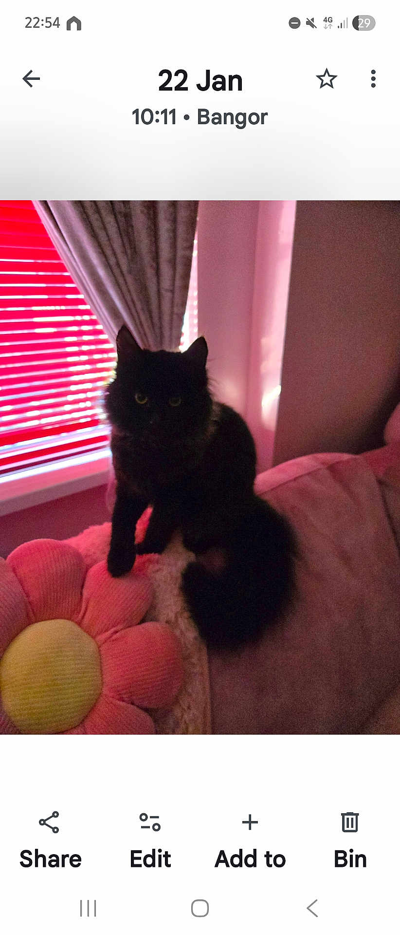 Skyla is registered to the contest to win money with this photo: cat, black_cat, couch, pillow, flower_pillow, curtains, window, blinds, indoor, pet, feline, fluffy, shadow, dim_light, cozy, furniture, animal, relaxing, home, domestic