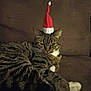 cat, tabby_cat, santa_hat, brown_couch, pet, animal, whiskers, fur, relaxing, indoor, holiday, christmas, festive, cute, mammal, domestic_animal, one_animal, lying_down, expression, feline