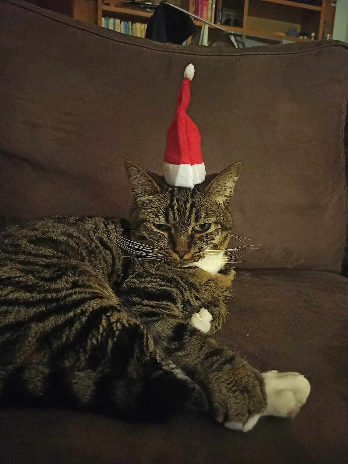 Naya a rejoint le concours — aidez-le/la à gagner de superbes lots ! cat, tabby_cat, santa_hat, brown_couch, pet, animal, whiskers, fur, relaxing, indoor, holiday, christmas, festive, cute, mammal, domestic_animal, one_animal, lying_down, expression, feline