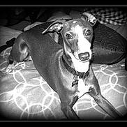 Jack joined the competition — help win amazing prizes! dog, pet, indoor, blanket, pattern, collar, dog_tag, resting, animal, fur, face, paw, snout, ears, cute, lying_down, monochrome, vintage_style, portrait, cozy