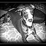 dog, pet, indoor, blanket, pattern, collar, dog_tag, resting, animal, fur, face, paw, snout, ears, cute, lying_down, monochrome, vintage_style, portrait, cozy