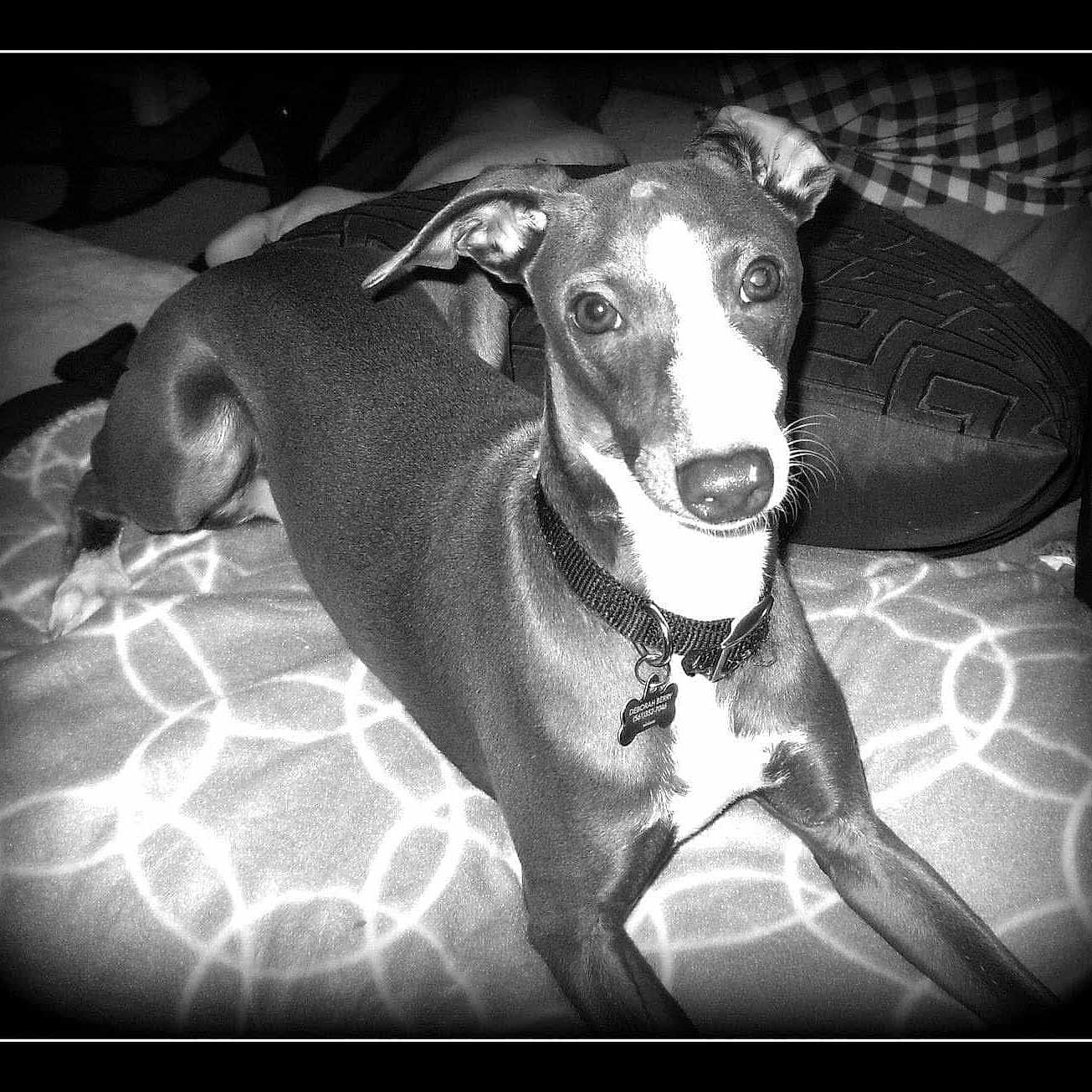 Jack joined the competition — help win amazing prizes! animal, blanket, collar, cozy, cute, dog, dog_tag, ears, face, fur, indoor, lying_down, monochrome, pattern, paw, pet, portrait, resting, snout, vintage_style