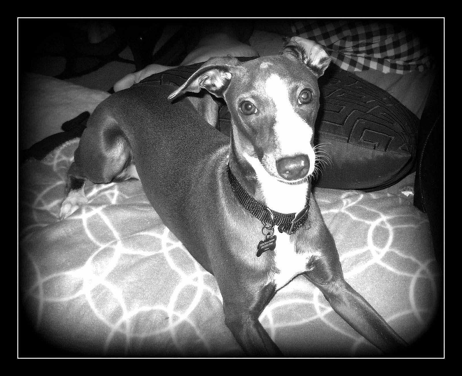 Jack joined the competition — help win amazing prizes! dog, pet, indoor, blanket, pattern, collar, dog_tag, resting, animal, fur, face, paw, snout, ears, cute, lying_down, monochrome, vintage_style, portrait, cozy