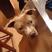 Denerise a rejoint le concours — aidez-le/la à gagner de superbes lots ! animal, brown_dog, canine, chair, curious, dog, domestic, ears, floor, furniture, head, indoor, legs, looking_up, pet, shadow, shoes, striped_pants, table, wooden_floor
